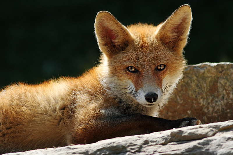 Molló Parc – Parc d’Animals