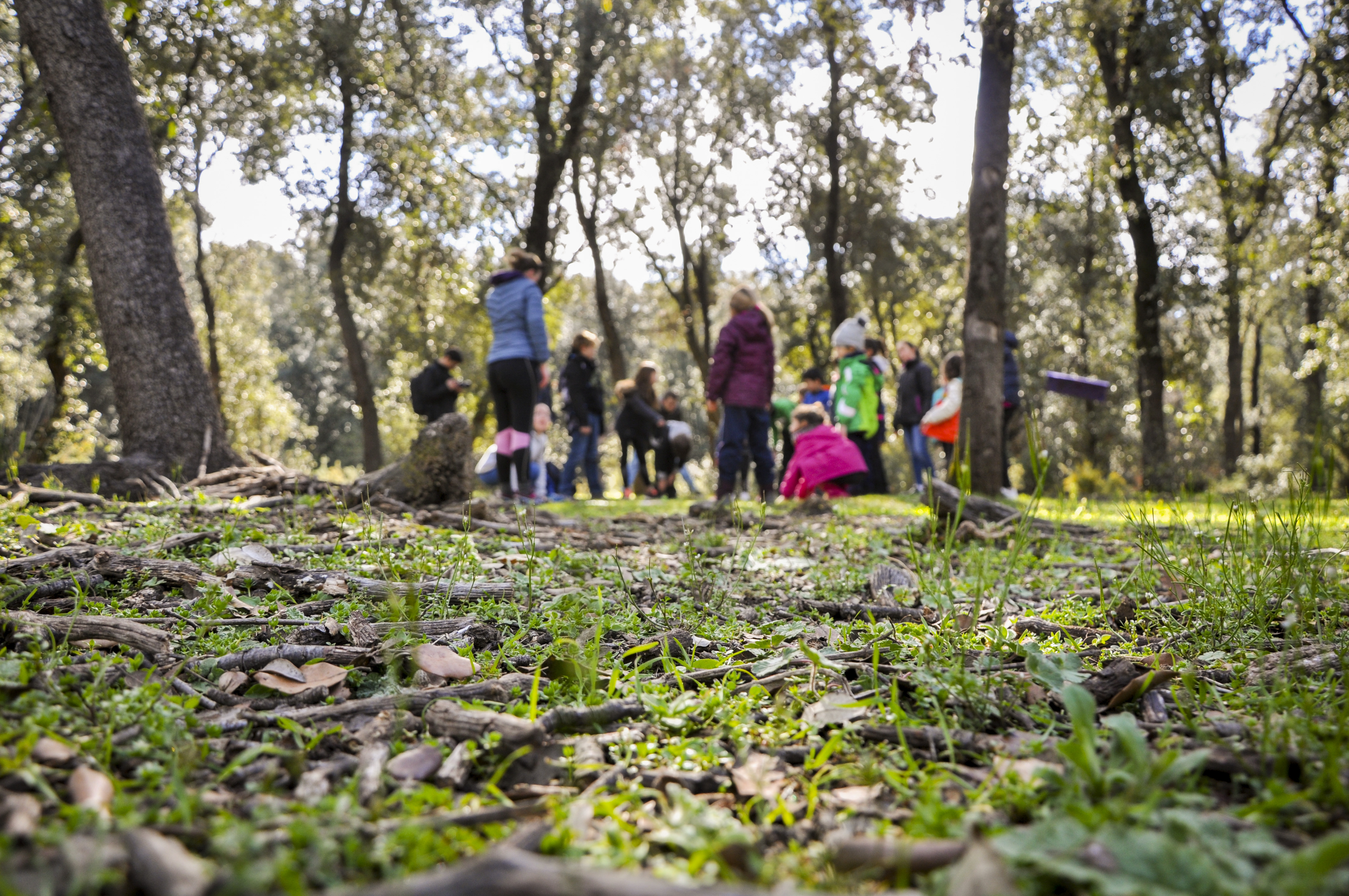 International Day of the Forest