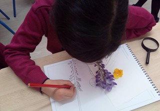 Artful Flowers, Fruit and Seeds (Year 3)